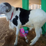 Tabaski 2026 : Ousmane Sonko facilite l’entrée des moutons et allège les taxes