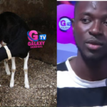 Galaxy Matinale: Petit revient sur les ravages de la consanguinité chez les moutons