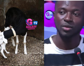 Galaxy Matinale: Petit revient sur les ravages de la consanguinité chez les moutons