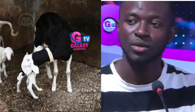 Galaxy Matinale: Petit revient sur les ravages de la consanguinité chez les moutons