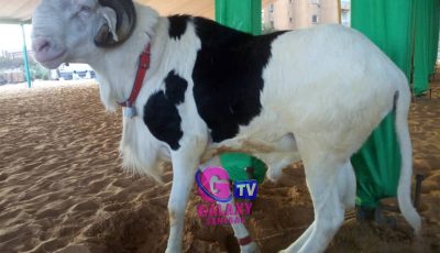 Tabaski 2026 : Ousmane Sonko facilite l’entrée des moutons et allège les taxes