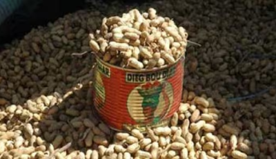 Campagne arachidière: les producteurs exigent un prix juste face à une production en hausse