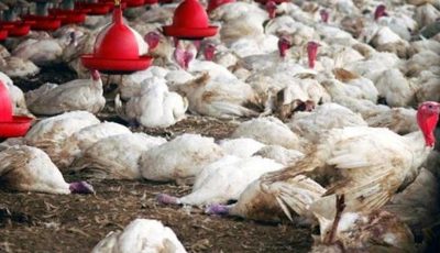 Korité 2025 : des pertes massives chez les aviculteurs à cause de poussins défectueux